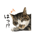 わが家のネコ（個別スタンプ：6）