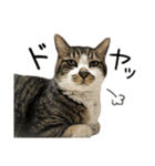 わが家のネコ（個別スタンプ：7）