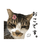 わが家のネコ（個別スタンプ：8）