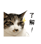 わが家のネコ（個別スタンプ：9）