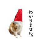 わが家のネコ（個別スタンプ：10）