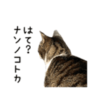 わが家のネコ（個別スタンプ：11）