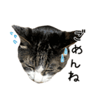 わが家のネコ（個別スタンプ：12）