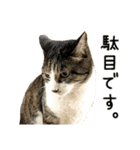 わが家のネコ（個別スタンプ：13）