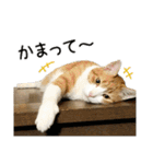 わが家のネコ（個別スタンプ：16）