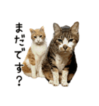 わが家のネコ（個別スタンプ：17）