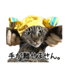 わが家のネコ（個別スタンプ：18）