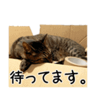 わが家のネコ（個別スタンプ：19）