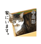わが家のネコ（個別スタンプ：20）