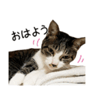 わが家のネコ（個別スタンプ：21）