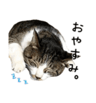 わが家のネコ（個別スタンプ：22）