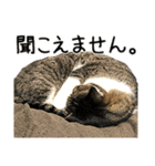 わが家のネコ（個別スタンプ：23）