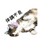 わが家のネコ（個別スタンプ：24）