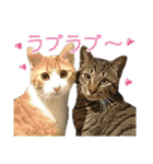 わが家のネコ（個別スタンプ：26）