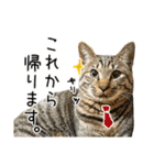 わが家のネコ（個別スタンプ：28）