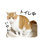 わが家のネコ（個別スタンプ：29）
