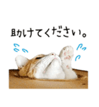 わが家のネコ（個別スタンプ：33）