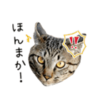 わが家のネコ（個別スタンプ：34）