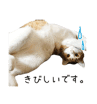 わが家のネコ（個別スタンプ：35）
