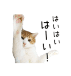 わが家のネコ（個別スタンプ：36）