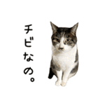 わが家のネコ（個別スタンプ：38）