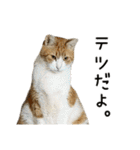 わが家のネコ（個別スタンプ：39）