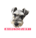 ミニチュアシュナウザーの工藤紋次郎ー敬語（個別スタンプ：3）