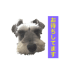 ミニチュアシュナウザーの工藤紋次郎ー敬語（個別スタンプ：6）