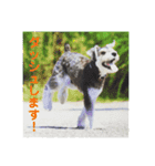 ミニチュアシュナウザーの工藤紋次郎ー敬語（個別スタンプ：8）