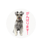 ミニチュアシュナウザーの工藤紋次郎ー敬語（個別スタンプ：12）
