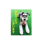 ミニチュアシュナウザーの工藤紋次郎ー敬語（個別スタンプ：14）