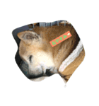 ミラクルペット（個別スタンプ：4）