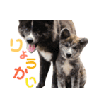 秋田犬 サン＆カイ♡チワワ ばんび（個別スタンプ：2）