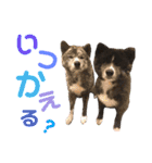 秋田犬 サン＆カイ♡チワワ ばんび（個別スタンプ：4）