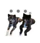 秋田犬 サン＆カイ♡チワワ ばんび（個別スタンプ：6）