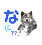 秋田犬 サン＆カイ♡チワワ ばんび（個別スタンプ：7）