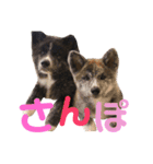 秋田犬 サン＆カイ♡チワワ ばんび（個別スタンプ：8）