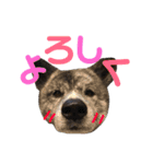 秋田犬 サン＆カイ♡チワワ ばんび（個別スタンプ：9）