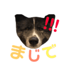 秋田犬 サン＆カイ♡チワワ ばんび（個別スタンプ：10）