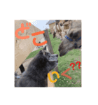 秋田犬 サン＆カイ♡チワワ ばんび（個別スタンプ：11）