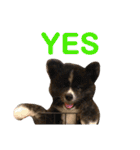 秋田犬 サン＆カイ♡チワワ ばんび（個別スタンプ：14）