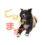 秋田犬 サン＆カイ♡チワワ ばんび（個別スタンプ：15）