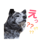秋田犬 サン＆カイ♡チワワ ばんび（個別スタンプ：16）
