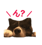 秋田犬 サン＆カイ♡チワワ ばんび（個別スタンプ：18）