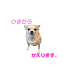 秋田犬 サン＆カイ♡チワワ ばんび（個別スタンプ：19）