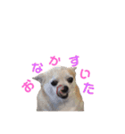 秋田犬 サン＆カイ♡チワワ ばんび（個別スタンプ：20）