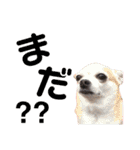 秋田犬 サン＆カイ♡チワワ ばんび（個別スタンプ：22）