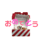 秋田犬 サン＆カイ♡チワワ ばんび（個別スタンプ：23）