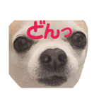秋田犬 サン＆カイ♡チワワ ばんび（個別スタンプ：24）