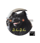 黒ポメのkuroP（個別スタンプ：1）